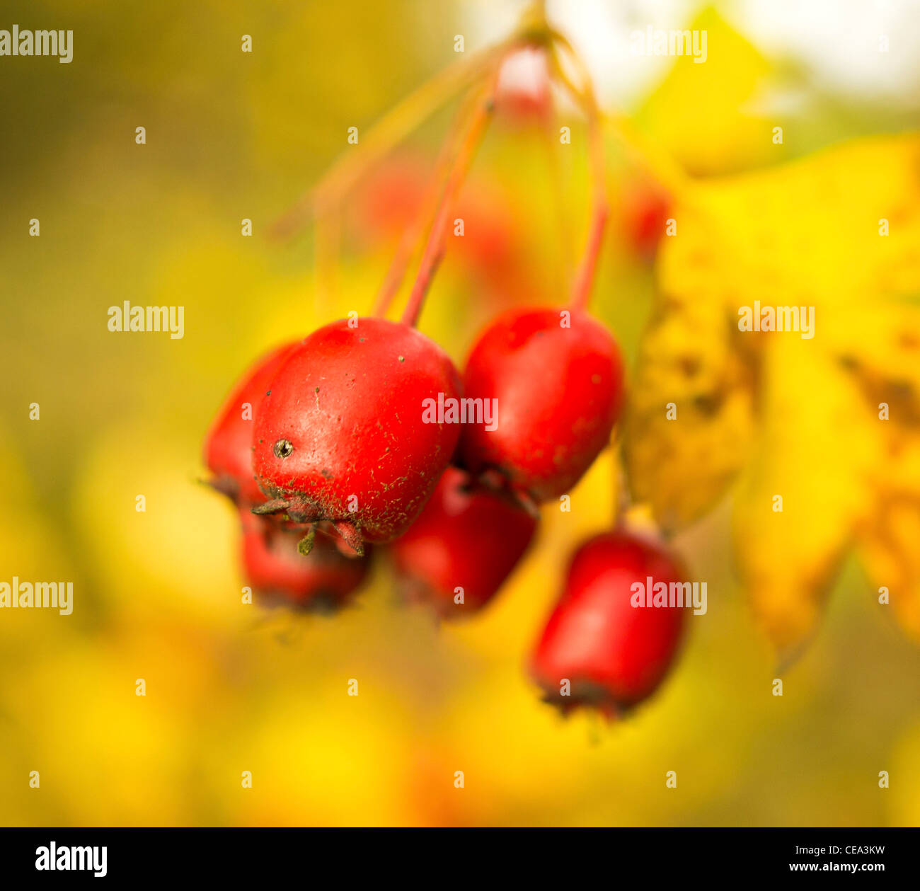 rote Beeren am Baum und Strauch in Landschaft Stockfoto