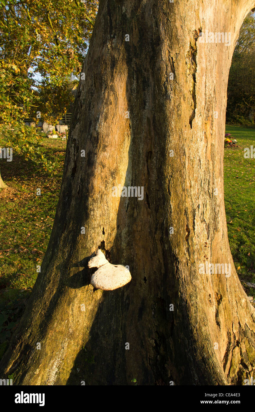 Pilz, Baum, Pilz Stockfoto