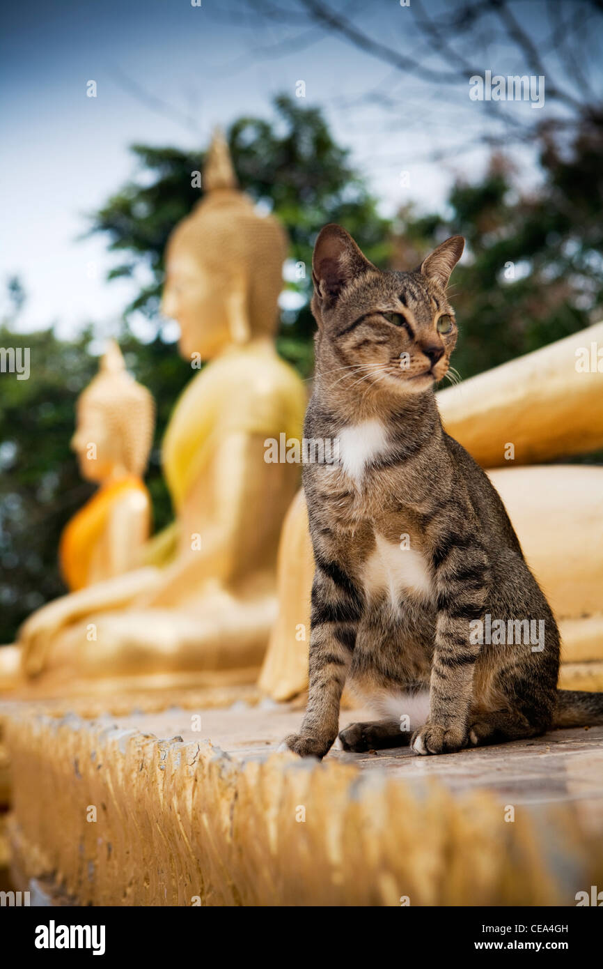 Tempel-Katze sitzt von Buddhas, Tempel Wat Phra Yai. Khao Phra Bat Hügel mit Blick auf Pattaya City, Provinz Chonburi, Thailand Stockfoto