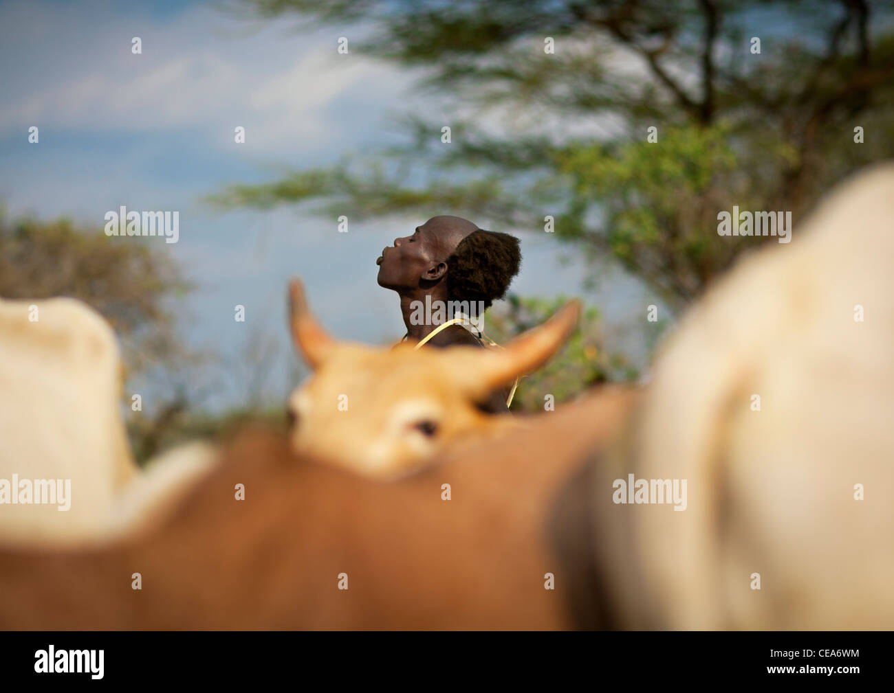Hamer Bull Jumper Teenager hinter Rinderherde vor dem Sprung Zeremonie Omo-Tal-Äthiopien Stockfoto