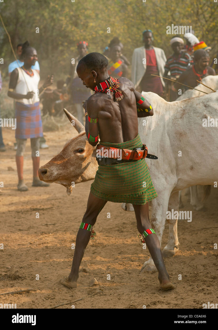 Hamer Mann Viehhaltung noch während Stier springen Zeremonie Omo-Tal-Äthiopien Stockfoto