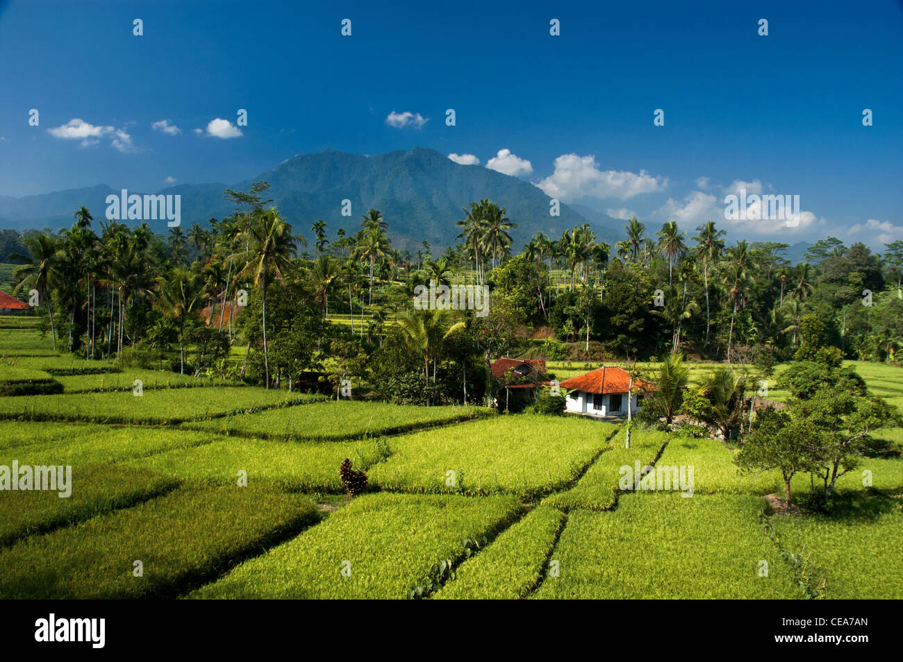 Schöne Landschaft der Reisfeld in Subang, West-Java, Indonesien Stockfoto