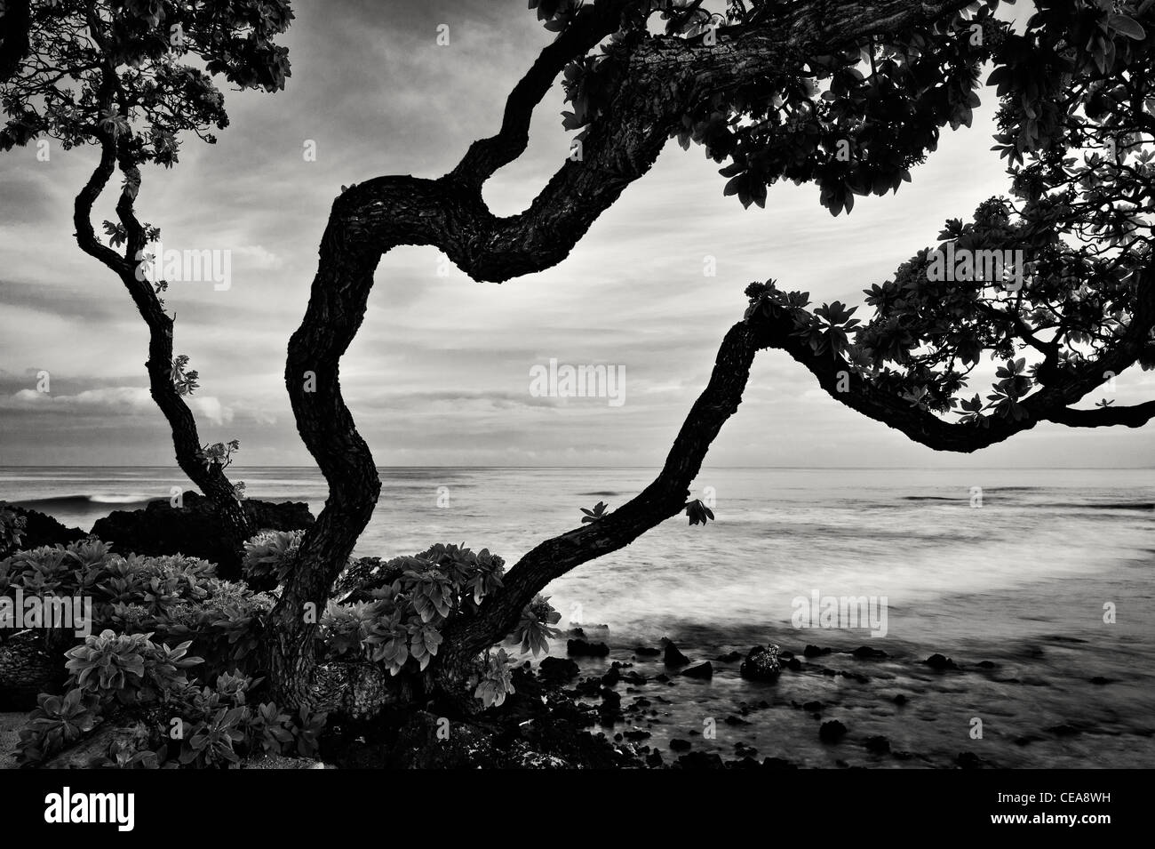 Sonnenaufgang und Heliotrop Bäume. Hawaii, Big Island. Stockfoto