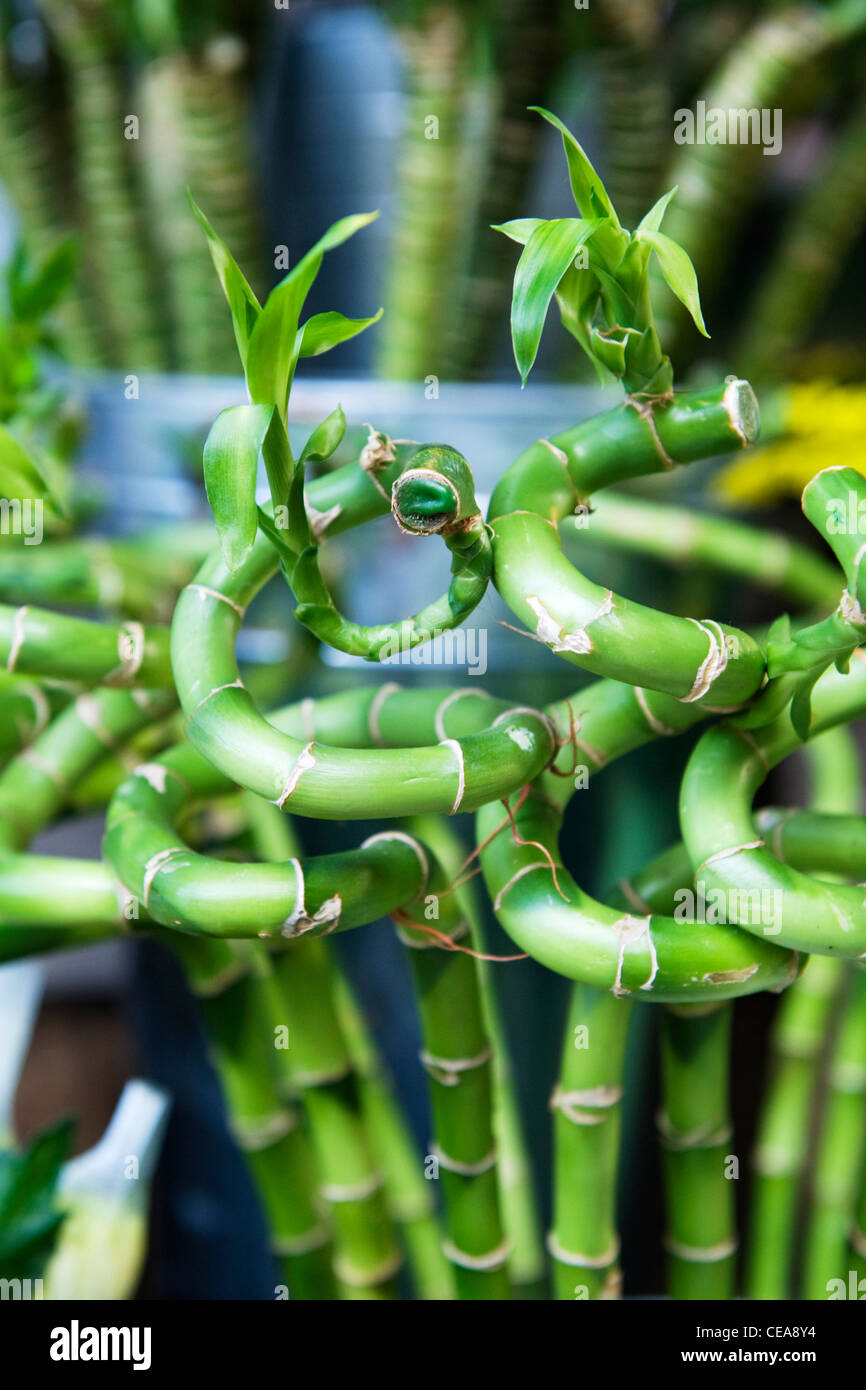 Bambuspflanzen, immergrne mehrjhrige blhende Pflanzen der Grasfamilie  Poaceae Bambuspflanzen, immergrne mehrjhrige blhende Pflanzen  Stockfotografie - Alamy