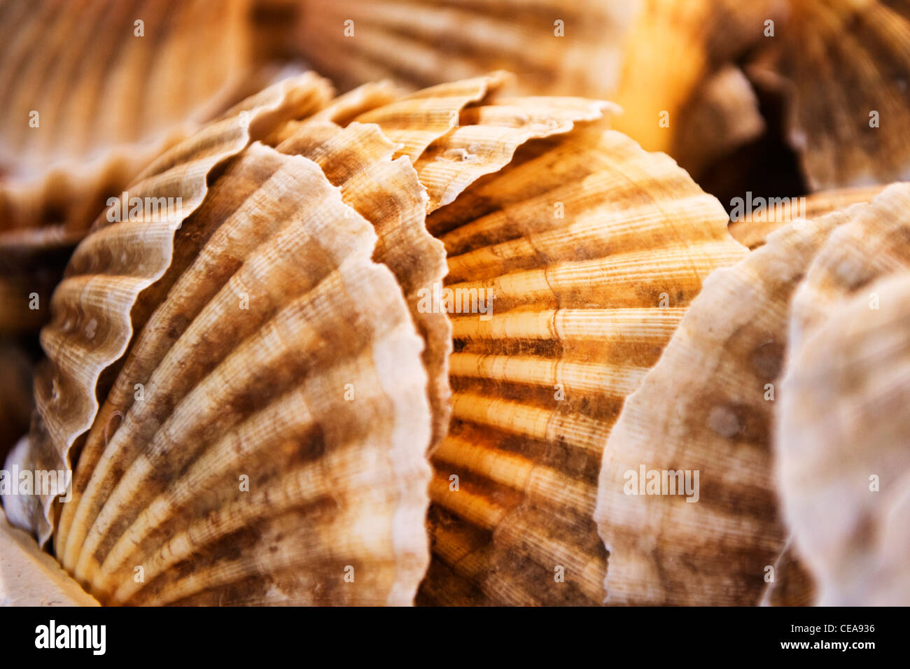 Borough Market London Fischhändler grosse saftige frische Jakobsmuscheln taxonomische Familie von Salzwasser clam marine Muschelart shell roe Fisch Eier Stockfoto