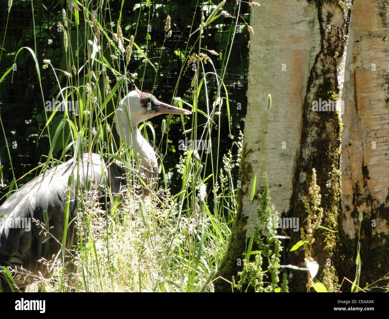 Mit Kapuze Kranich (Grus Monacha) am sonnigen Tag, Pazifischer Nordwesten Stockfoto