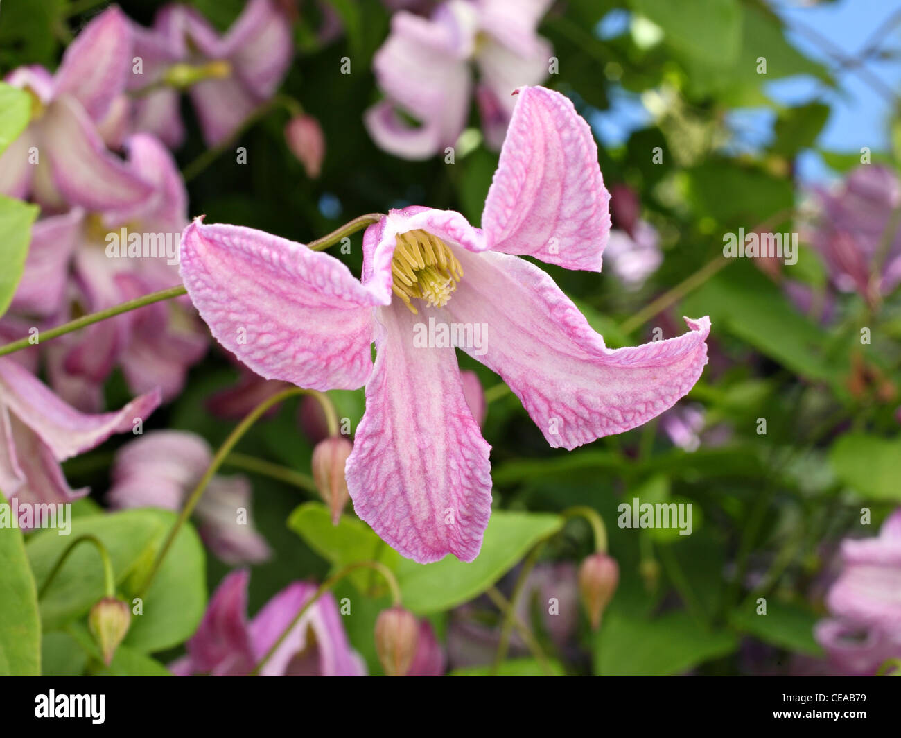 seltene "Comtesse de Bouchard" lila und weißen Blüten Stockfoto