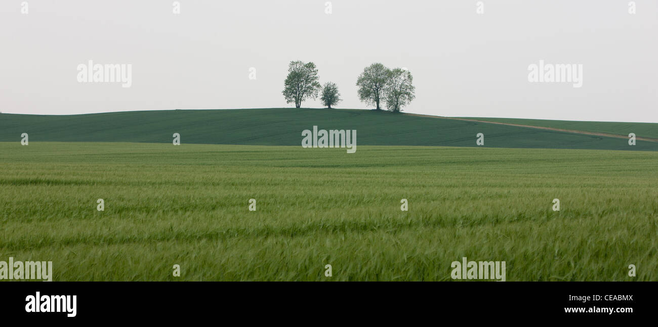 Getreidefeld.  Im Hintergrund ist der Hügel, auf denen Bäume sind. Polnischen Kulturlandschaft. Stockfoto