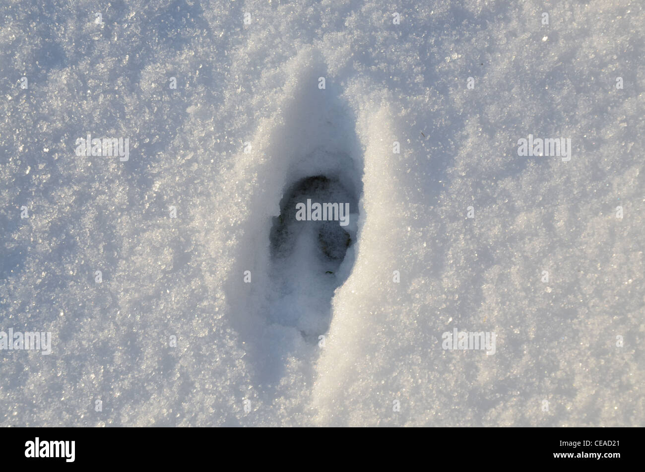 Spur im Schnee vom Reh Stockfoto