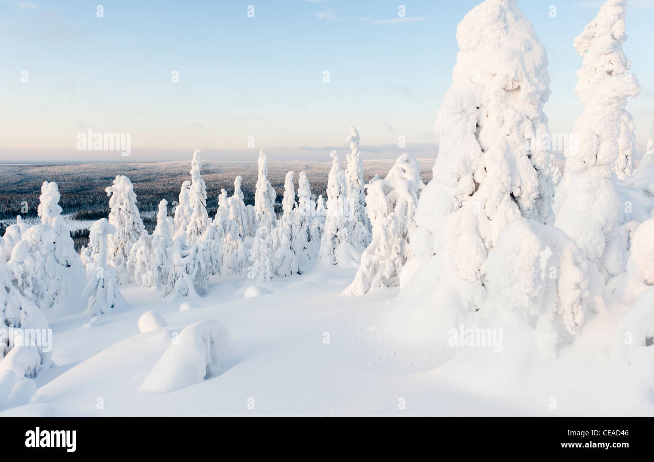 Schneebedeckten auf Iso-Syöte, Finnland Stockfoto