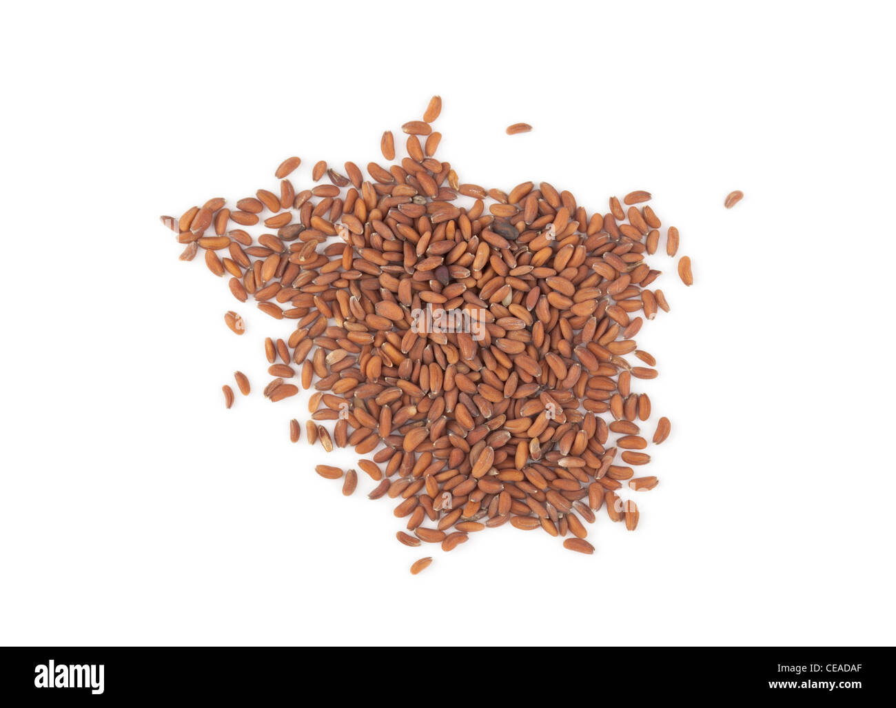 Gartenkresse, Lepidium Sativum, Samen auf weißem Hintergrund Stockfoto