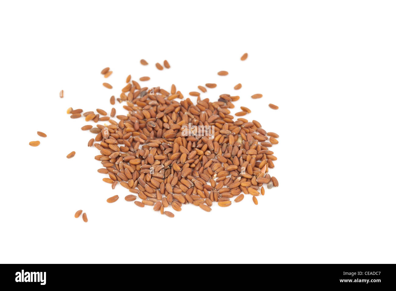 Gartenkresse, Lepidium Sativum, Samen auf weißem Hintergrund Stockfoto