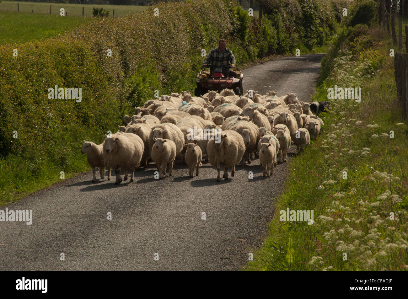 Landwirt hüten Schafe unten Landstraße im Frühsommer Stockfoto
