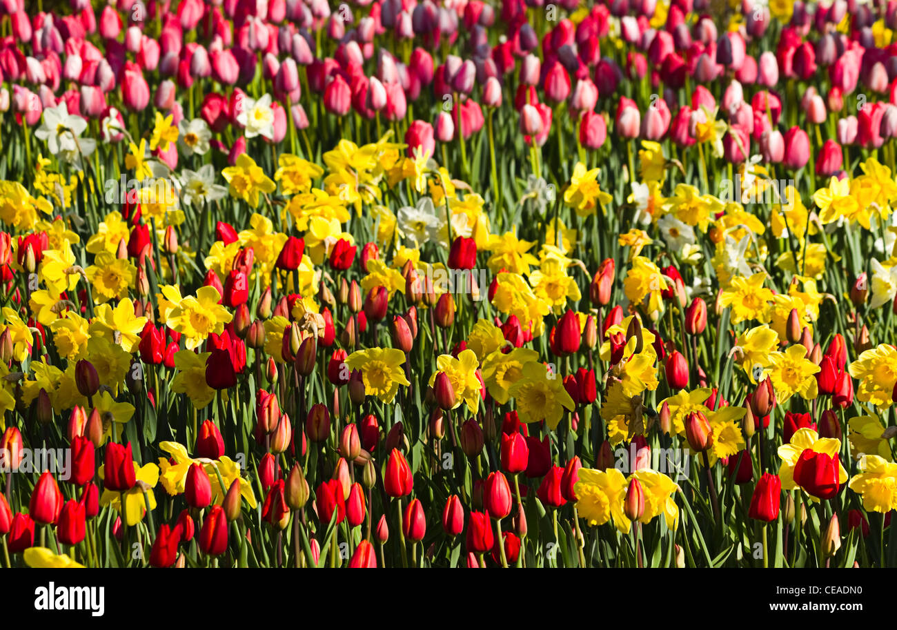 Frühlingsblumen im Garten, Tulpen und Narzissen blühen in gelb, rot und