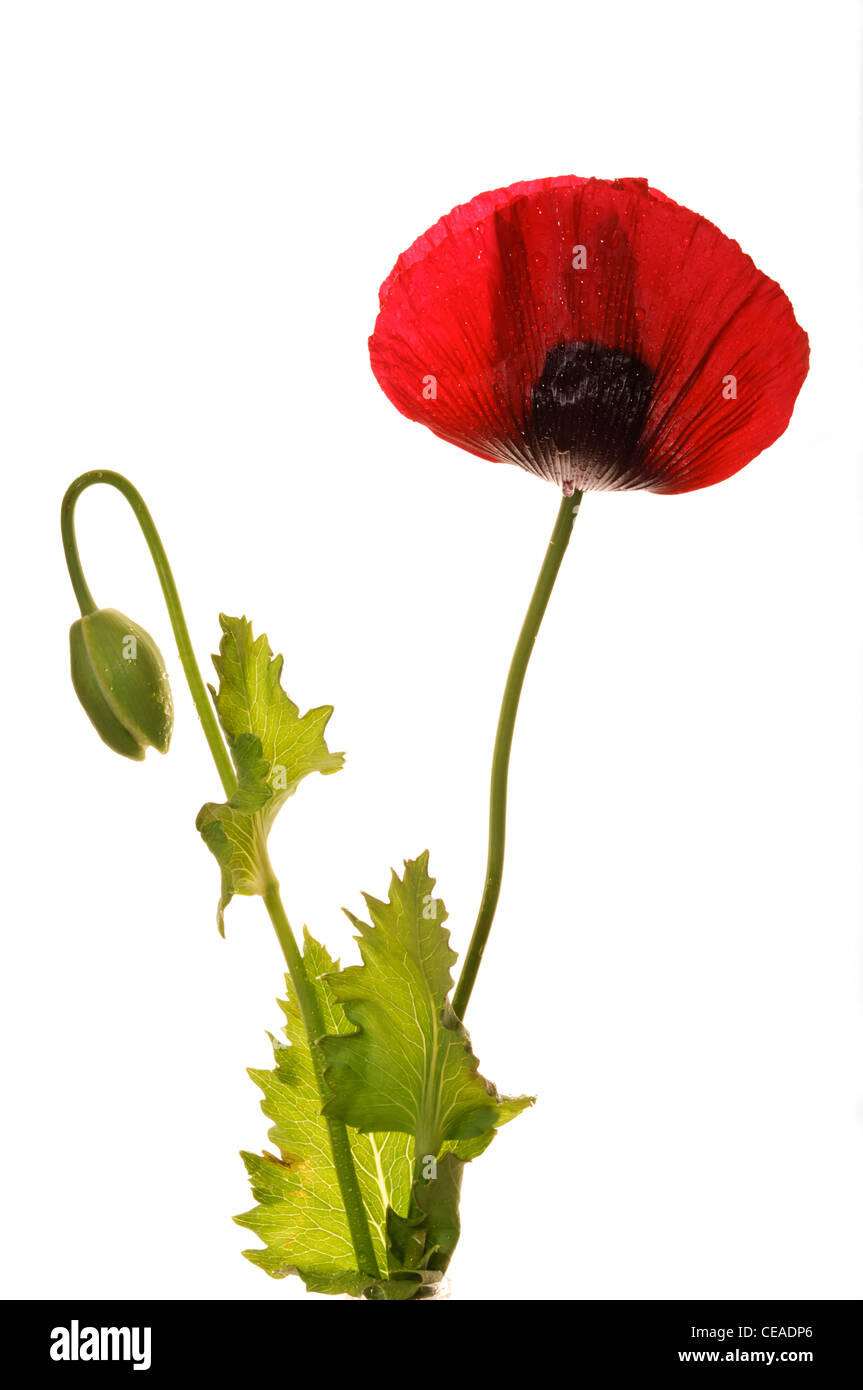 Schlafmohn (Papaver Somniferum) - floh-Garten-Sorte. Stockfoto