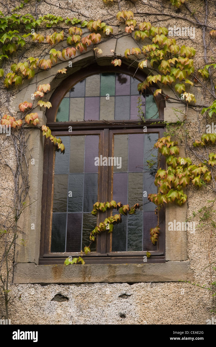 Glasfenster im Altbau mit wildem Wein an der Wand Stockfoto