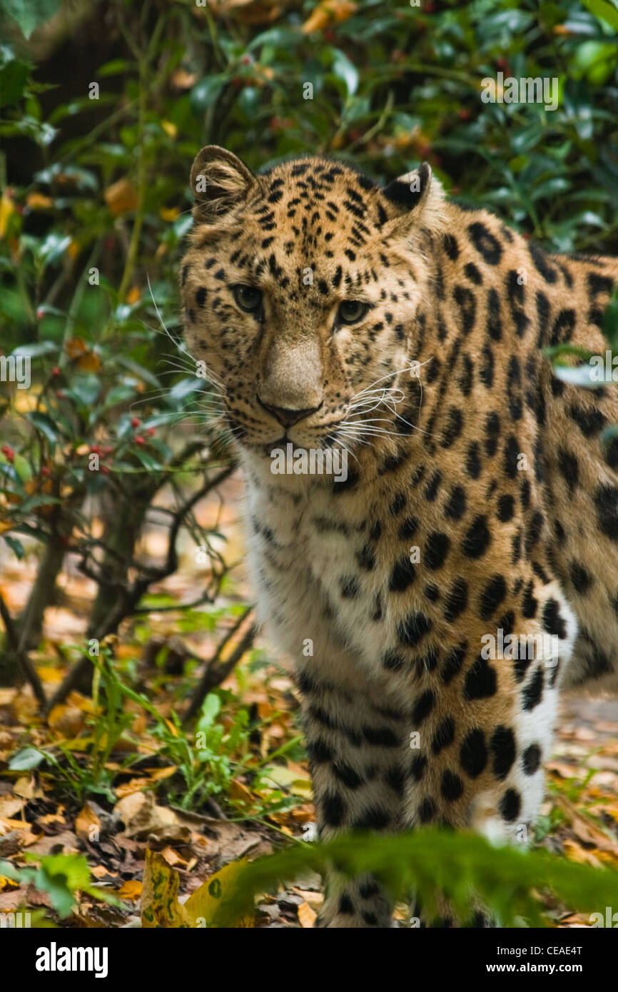 Amour Panther oder Panthera Pardus Orientalis (Amurensis) stehen zwischen Büschen - vertikales Bild Stockfoto