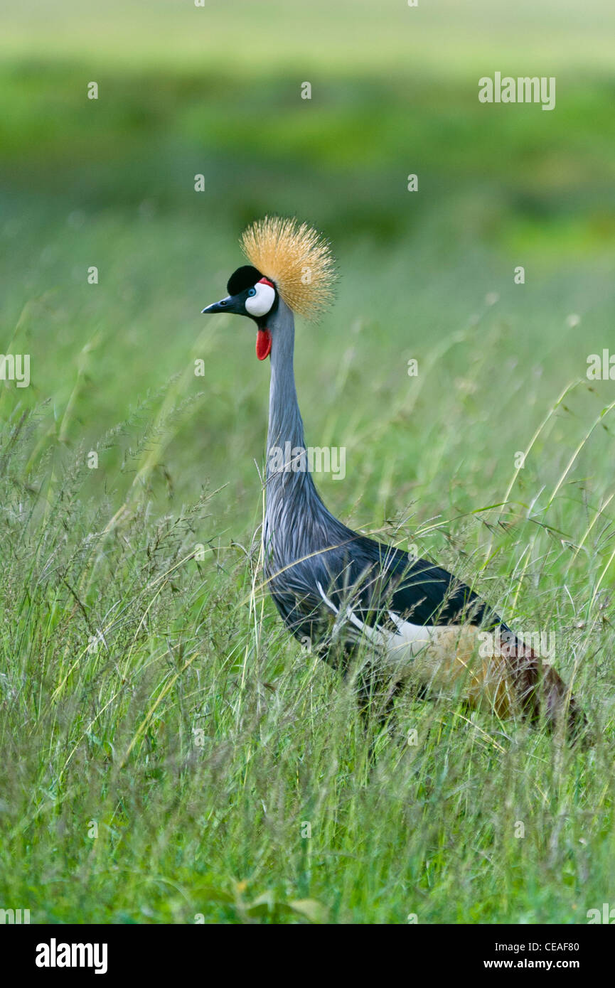 East African Grey gekrönter Kran (Balearica Regulorum Gibbericeps) am Seronera in Serengeti, Tansania Stockfoto