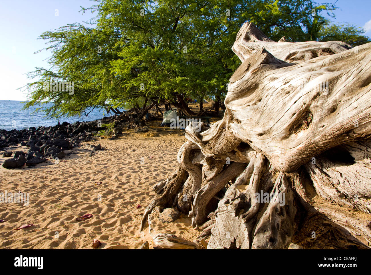 Kiawe Baum in der Nähe von Spencer Beach Park, Kohala Coast, Big Island, Hawaii Stockfoto