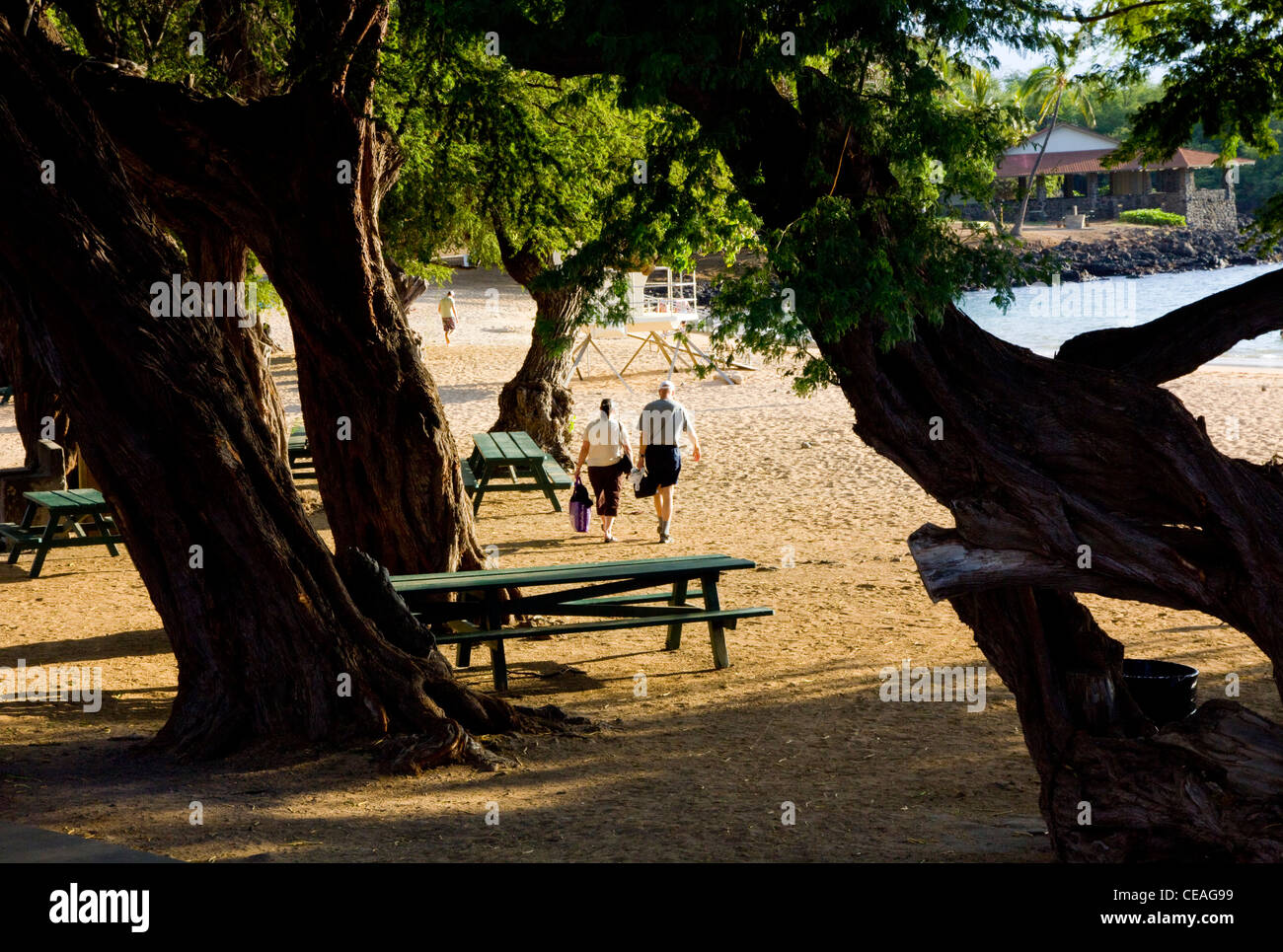 Kiawe Bäumen, Spencer Beach Park, Kohala Coast, Big Island, Hawaii Stockfoto