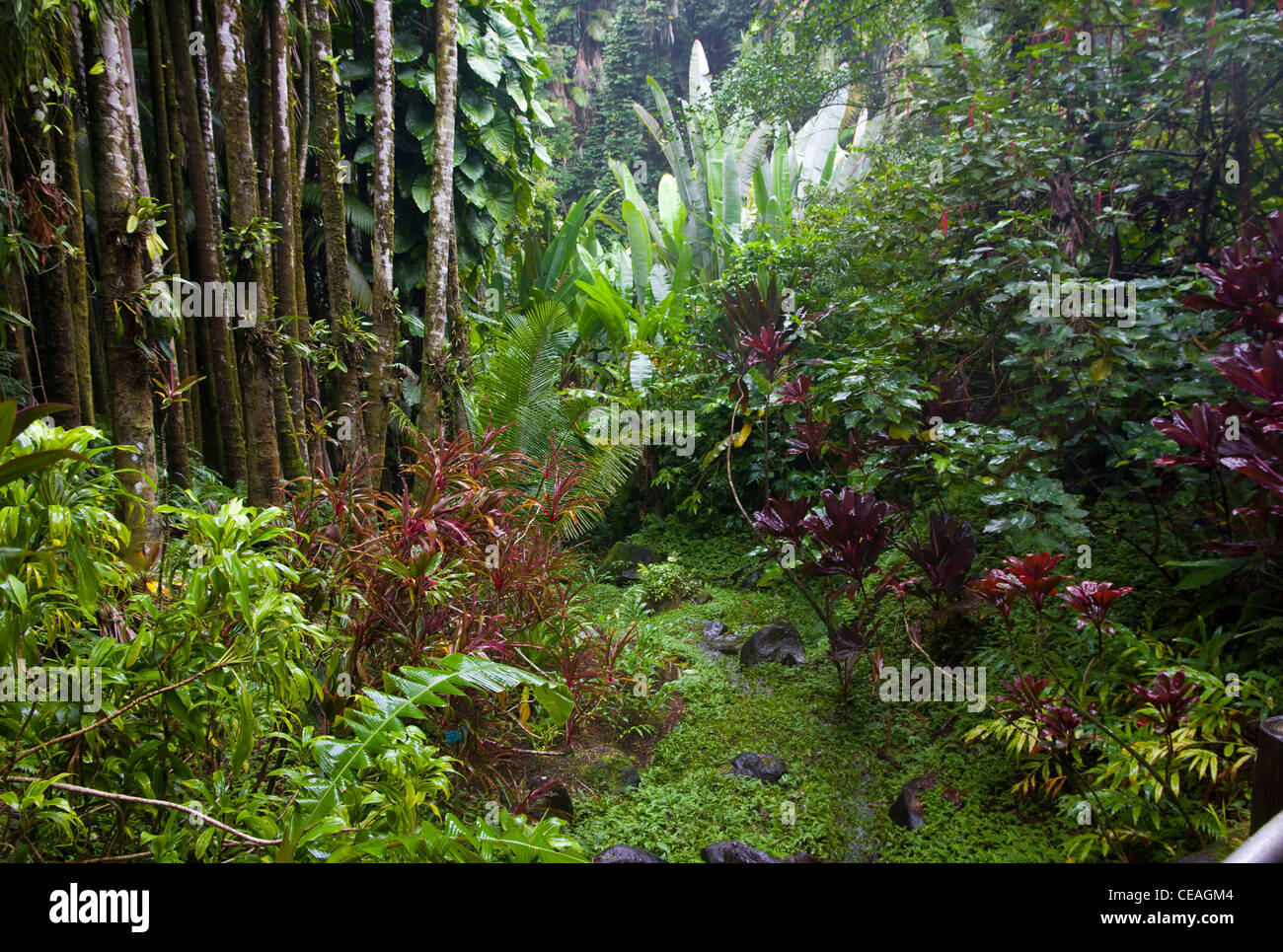 Hawaii Tropical Botanical Garden, mit mehr als 2.000 Arten von Pflanzen und Bäumen, nördlich von Hilo, Big Island, Hawaii Stockfoto
