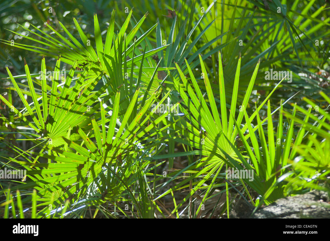 Sägepalme, Serenoa Repens wächst wild in des Teufels Millhopper geologischen State Park, Gainesville, Florida, Vereinigte Staaten von Amerika Stockfoto