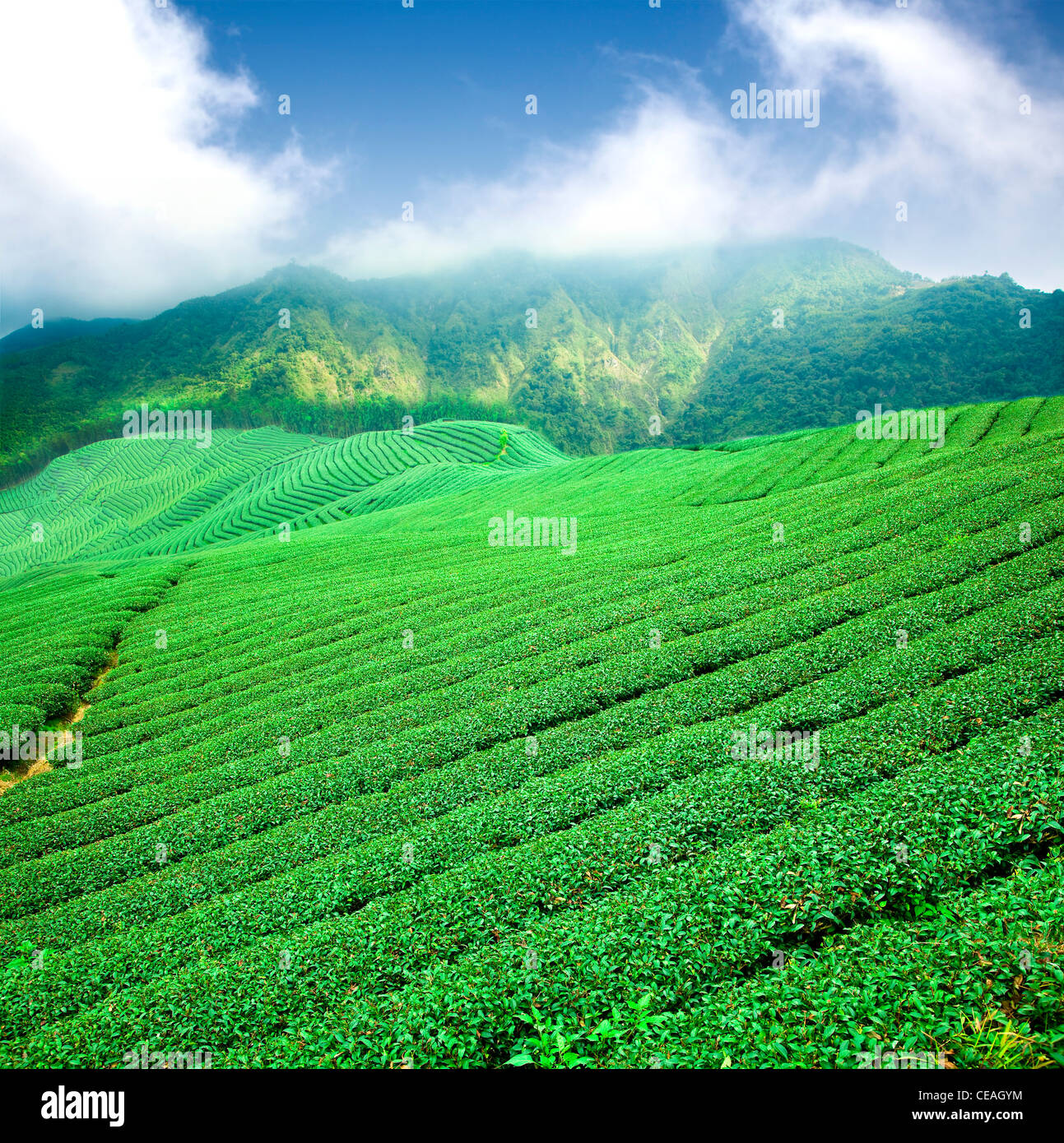 Grüner Tee-Plantage mit Cloud in Asien Stockfoto