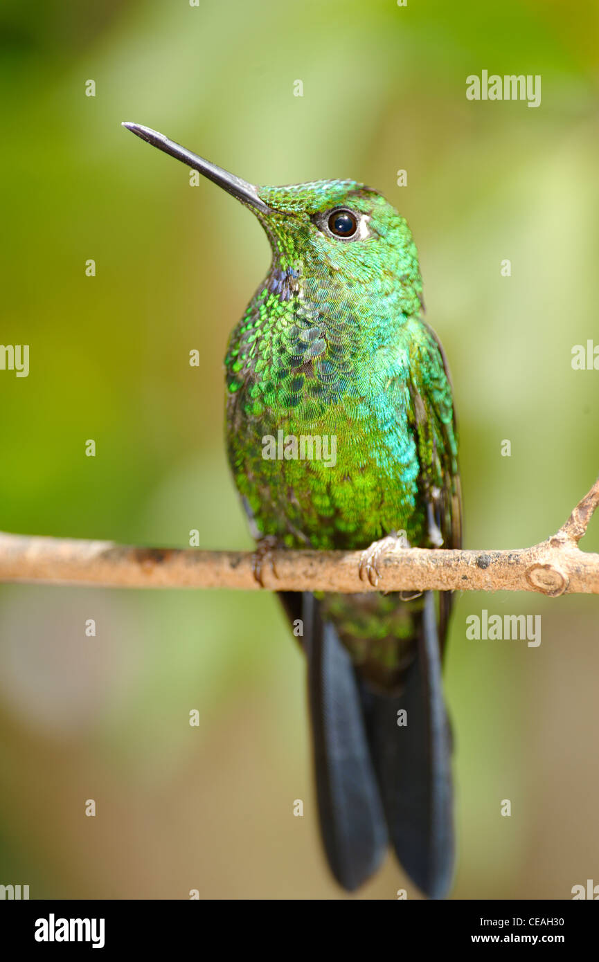 Ruhenden Kolibri Stockfoto