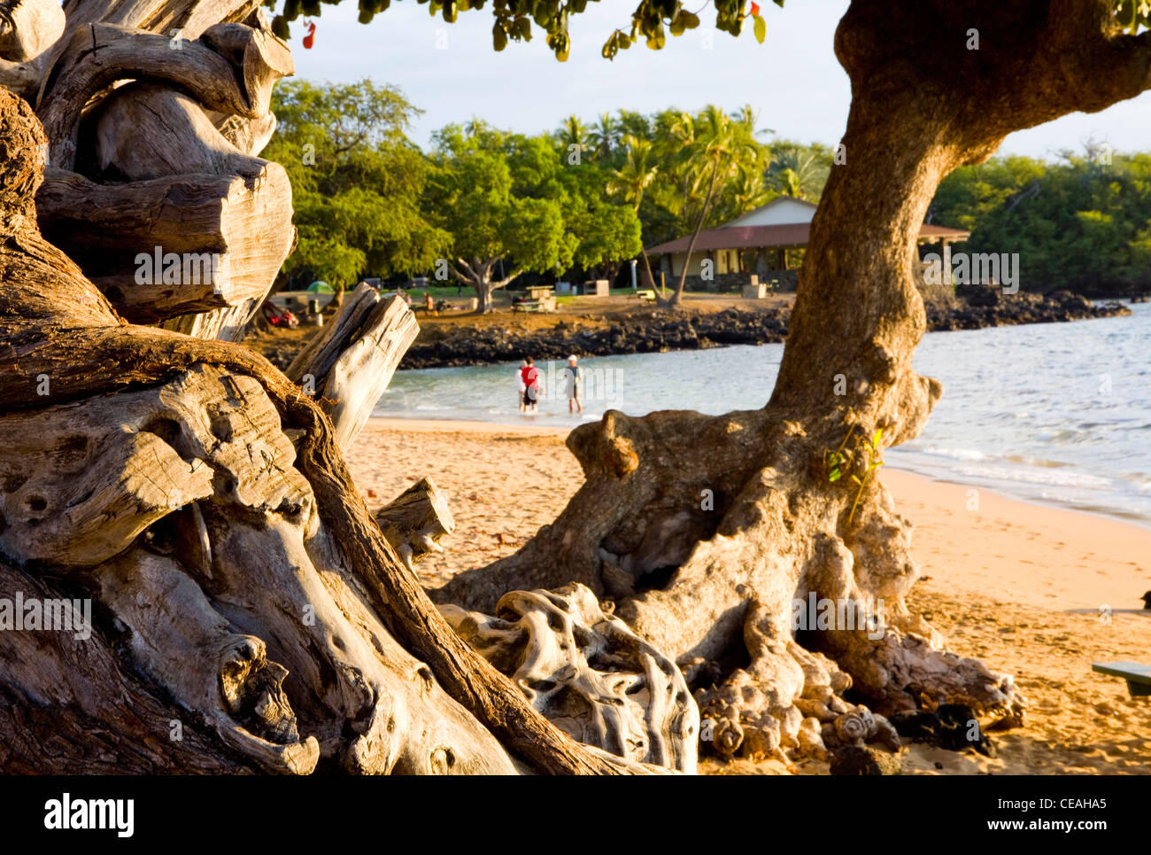 Kiawe Bäumen, Spencer Beach Park, Big Island Kohala Coast, Hawaii Stockfoto