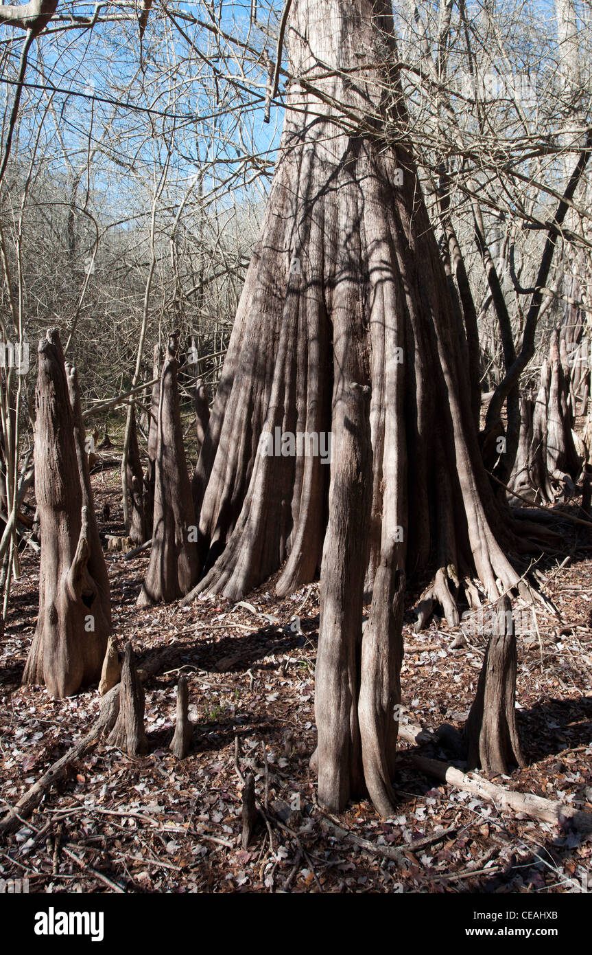 Kahle Zypresse Knie, Taxodium Distichum, Sümpfe des Santa Fe River, Florida, USA, USA Stockfoto