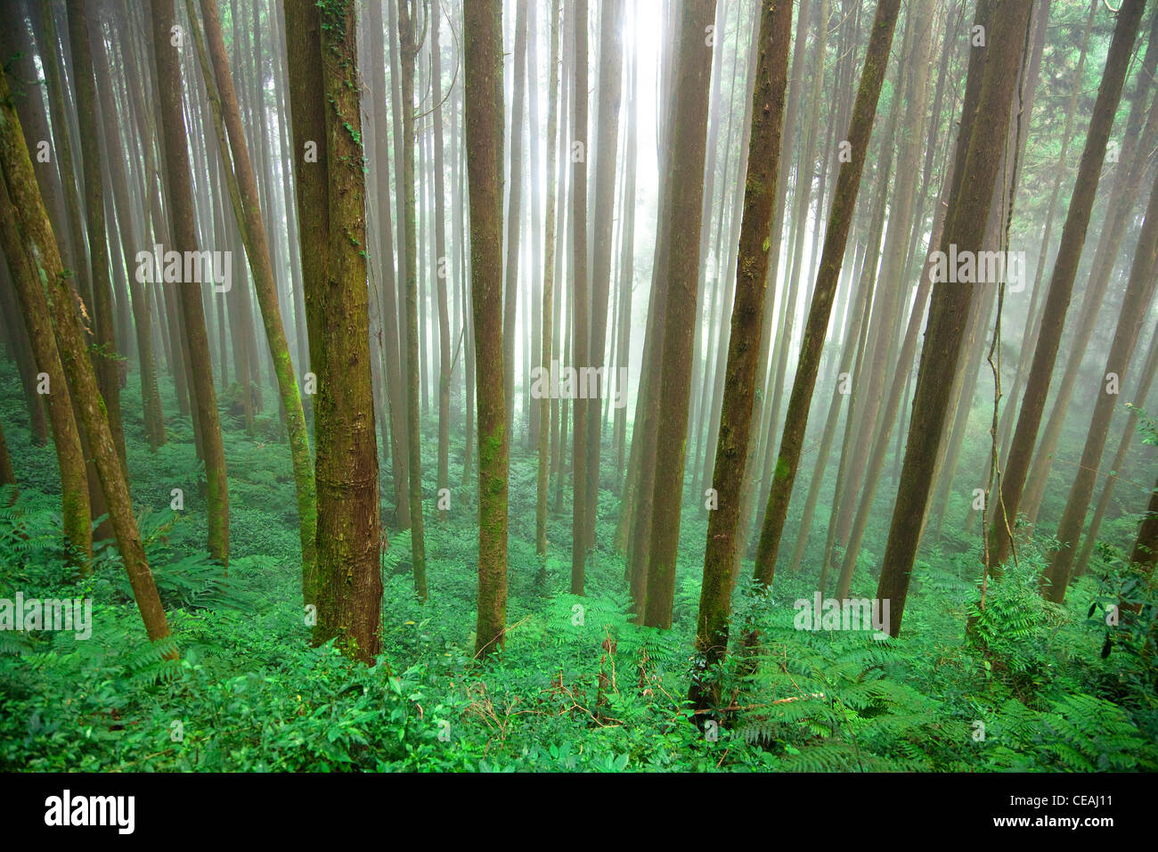 Grünen Wald im Nebel Stockfoto