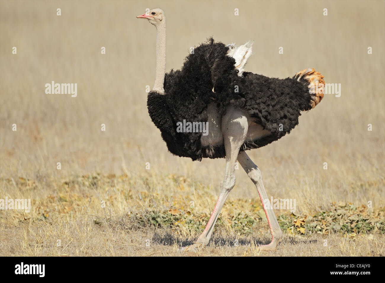 Männliche Ostrich (Struthio Camelus), Kgalagadi Transfrontier Park, Südafrika Stockfoto