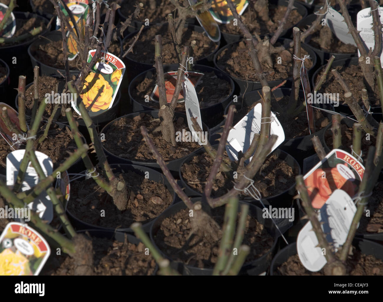 Töpfen stiegen Busch Pflanzen zum Verkauf Stockfoto