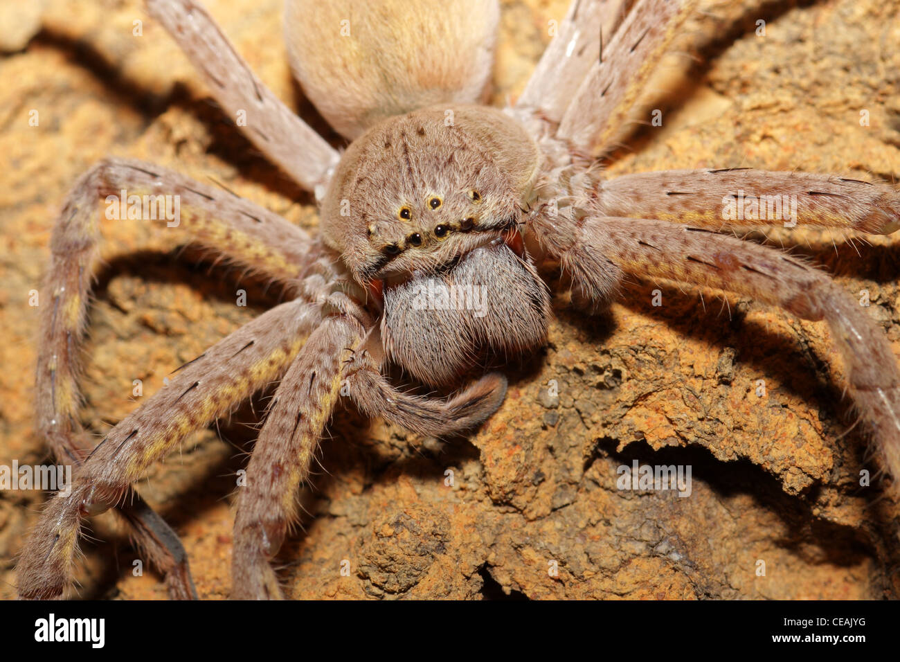 Nahaufnahme einer haarige Spinne mit großen Fängen Stockfoto