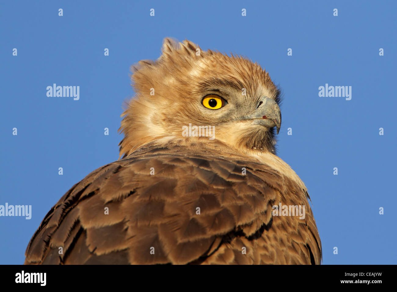 Porträt von einem Tawny Adler (Aquila Rapax), Süd Afrika Stockfoto