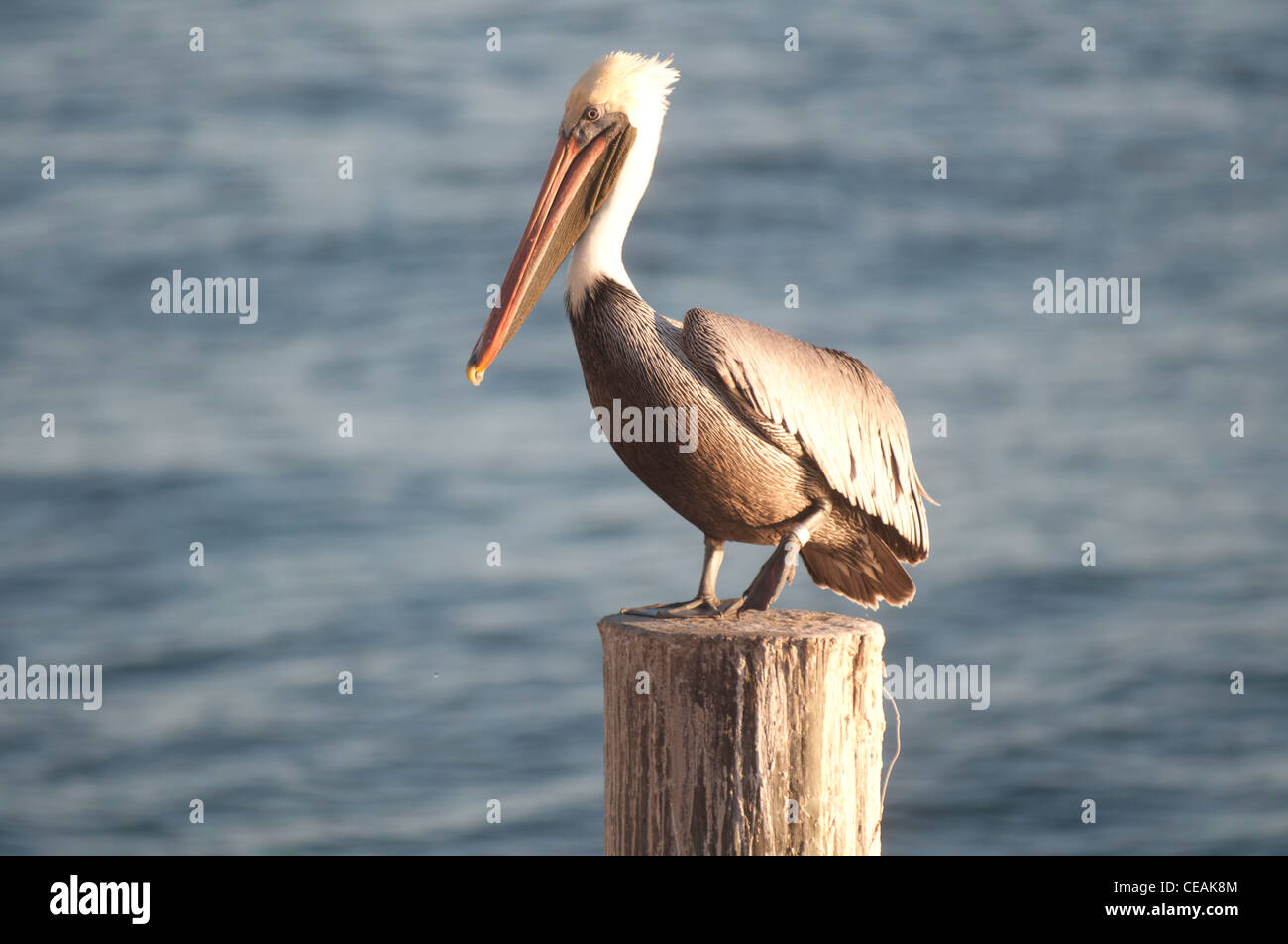 Brauner Pelikan, Pelecanus Occidentalis, stehende Pole von Pier One, St. Petersburg, Golf von Mexiko, Florida, North America, USA Stockfoto