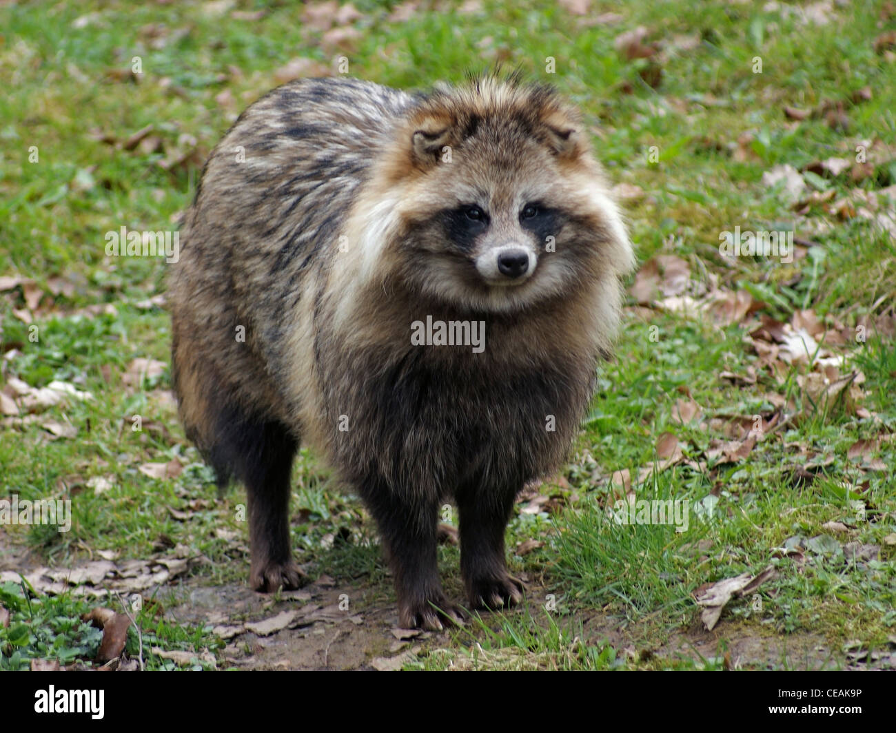 ein Marderhund steht in natürlichen Rücken Stockfoto