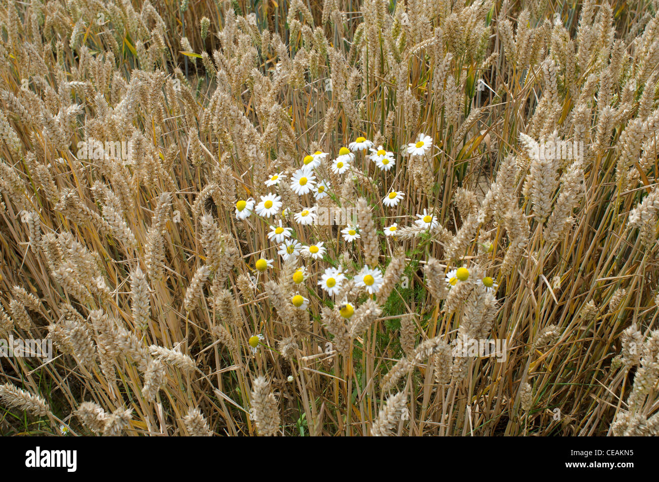 Ackerland Getreide ernten Landwirtschaft Warwickshire Midlands England uk Stockfoto