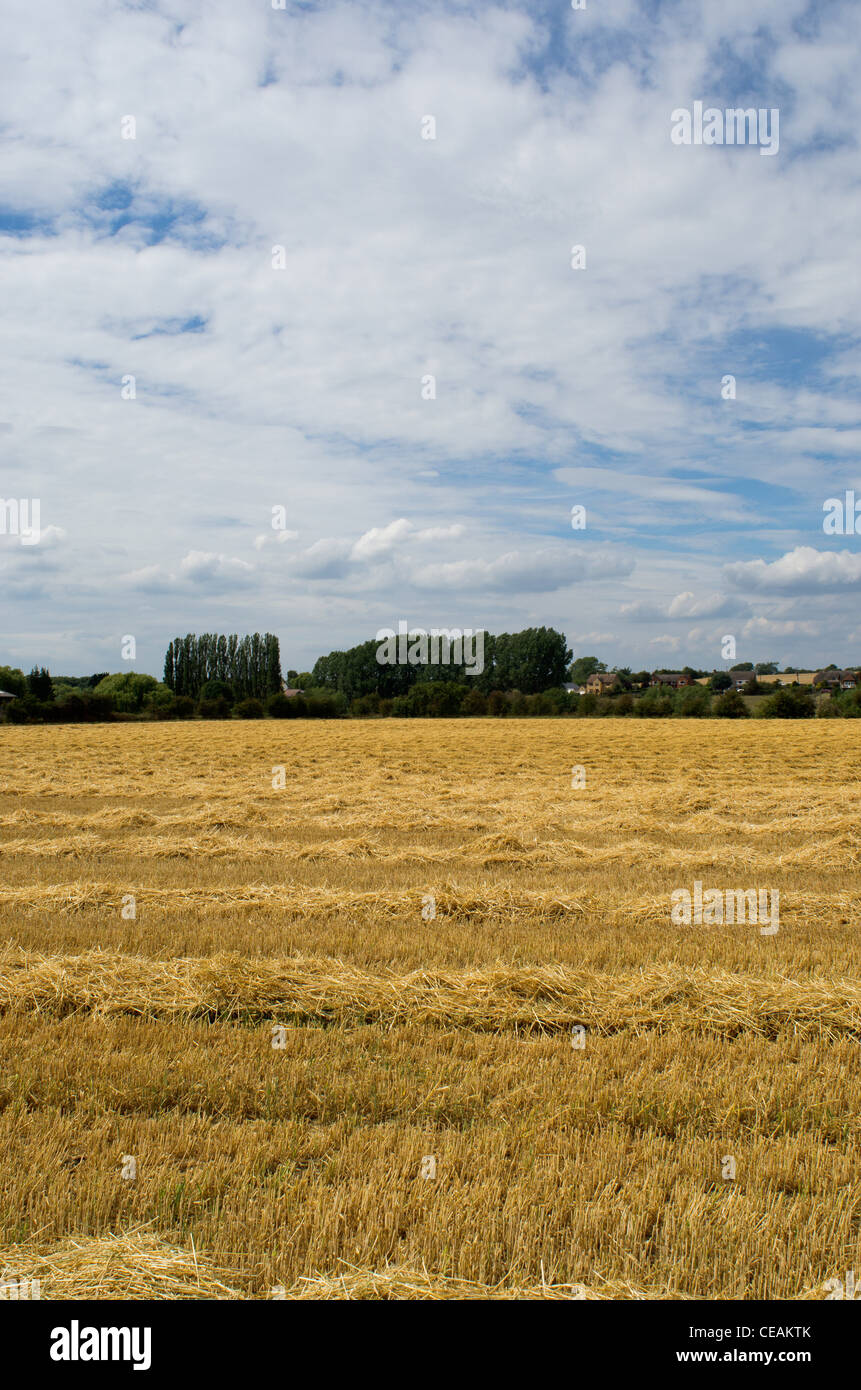 Ackerland Getreide ernten Landwirtschaft Warwickshire Midlands England uk Stockfoto