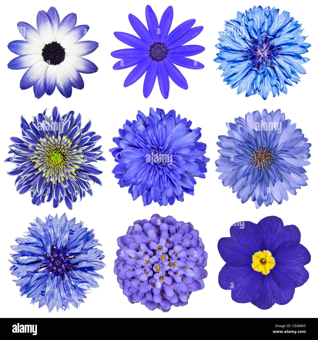 Verschiedene blaue Blumen-Auswahl, Isolated on White Background. Gänseblümchen, Chrystanthemum, Kornblume, Dahlie, Iberis, Primrose Stockfoto