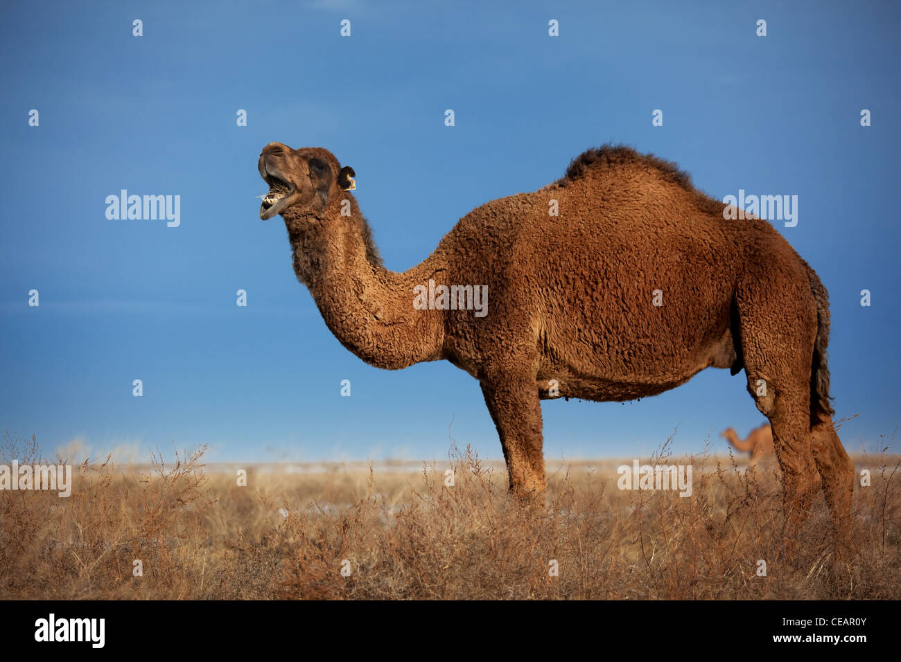 Kamele auf Winter Wüste in Kasachstan Stockfoto