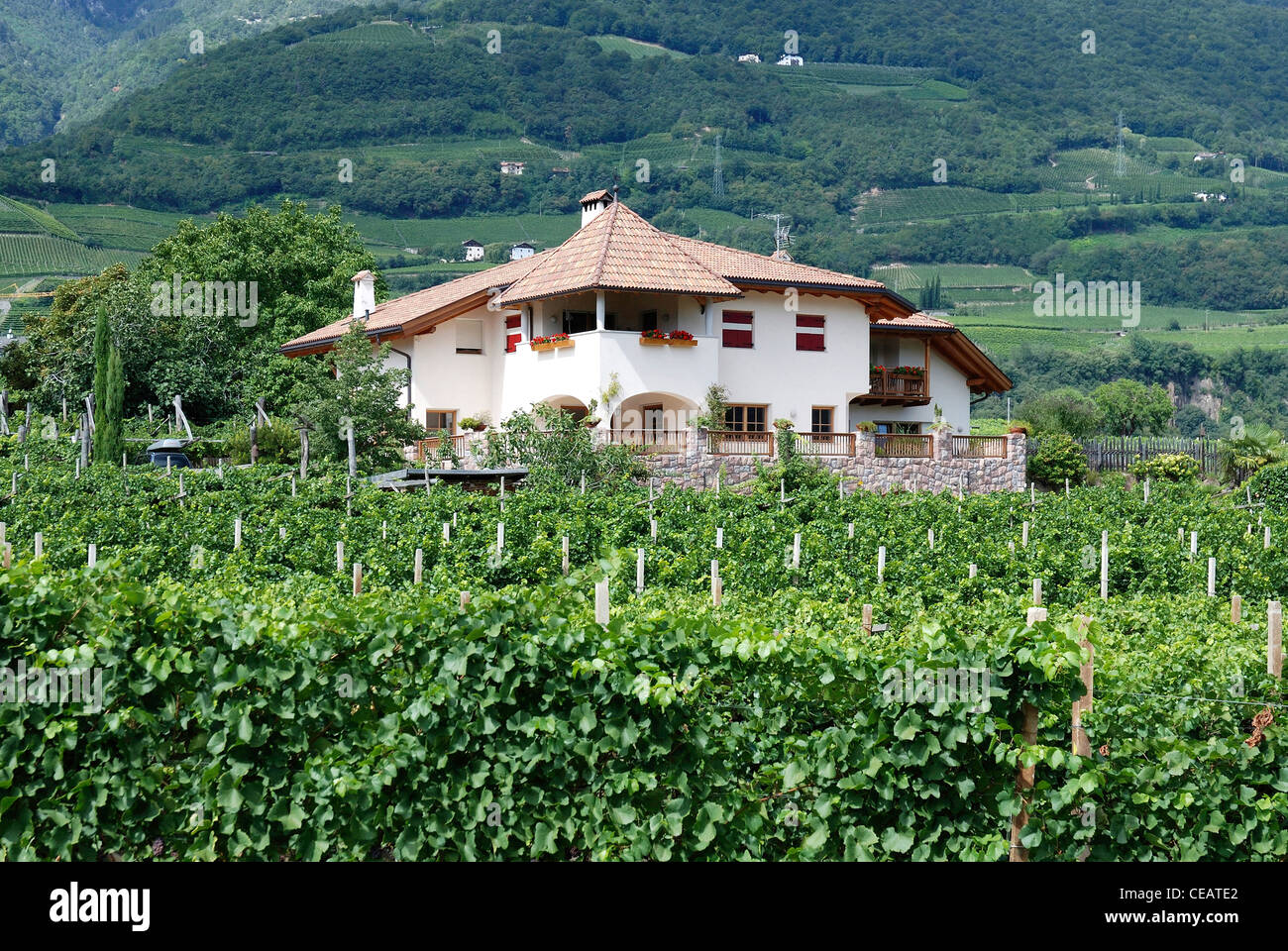 Weinberg in Tramin an der Südtiroler Wein-Route. Stockfoto