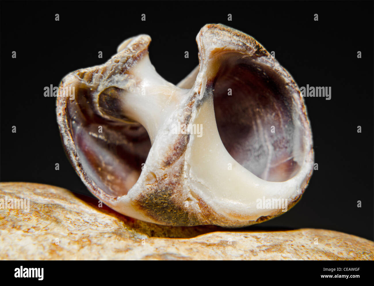 Makro Bild von einer Muschel auf einen Stein. Sea Shell Nahaufnahme. Stockfoto