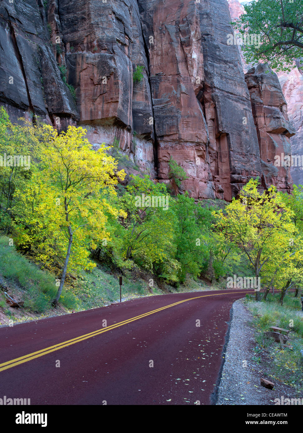 Straße mit Herbstfarben. Zion Nationalpark, Utah. Stockfoto