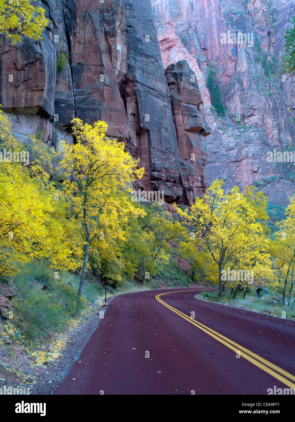 Straße mit Herbstfarben. Zion Nationalpark, Utah. Stockfoto