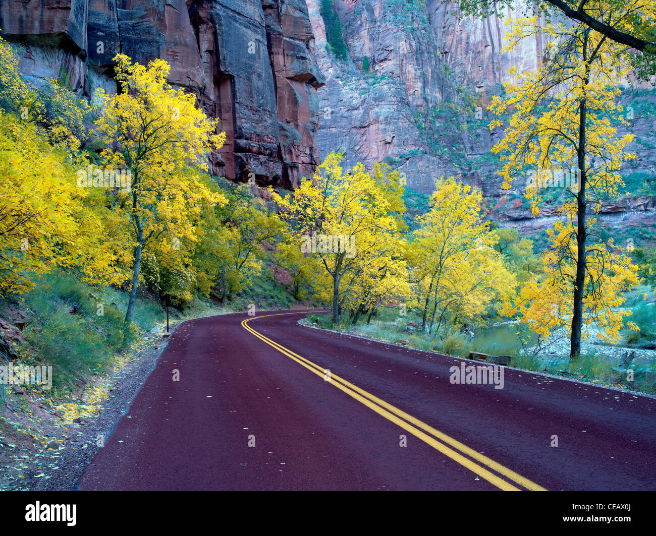 Straße mit Herbstfarben. Zion Nationalpark, Utah. Stockfoto