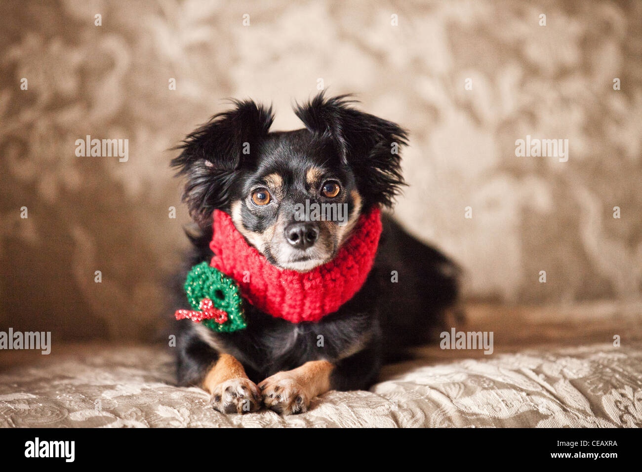 Porträt des Hundes trägt Schal Stockfoto