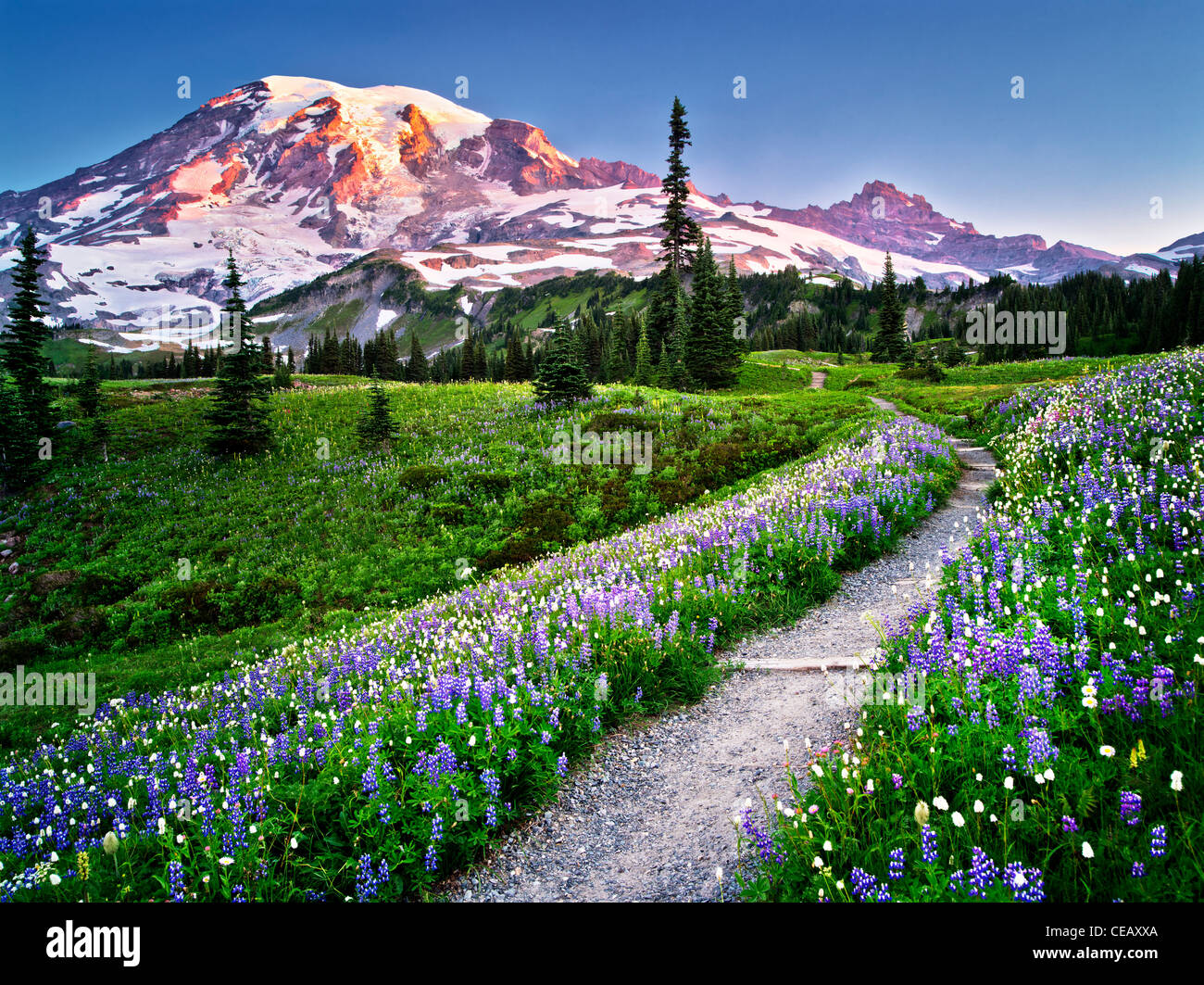 Pfad und Wildblumen mit Mt. Rainier. Mt. Rainier Nationalpark, Washington Stockfoto