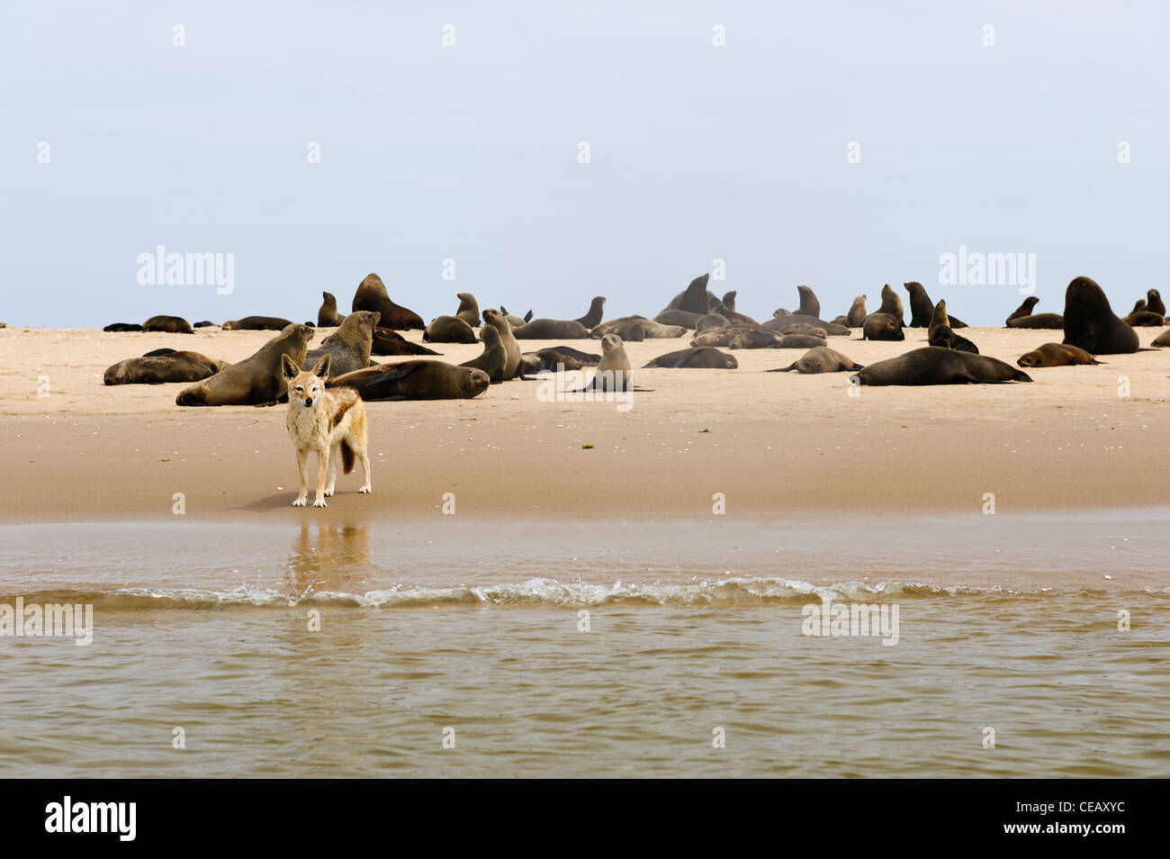 Ein Black-backed Schakal Aufräumvorgang zwischen eine Kolonie von Robben am Strand von Pelican Point. Walvis Bay, Namibia. Stockfoto