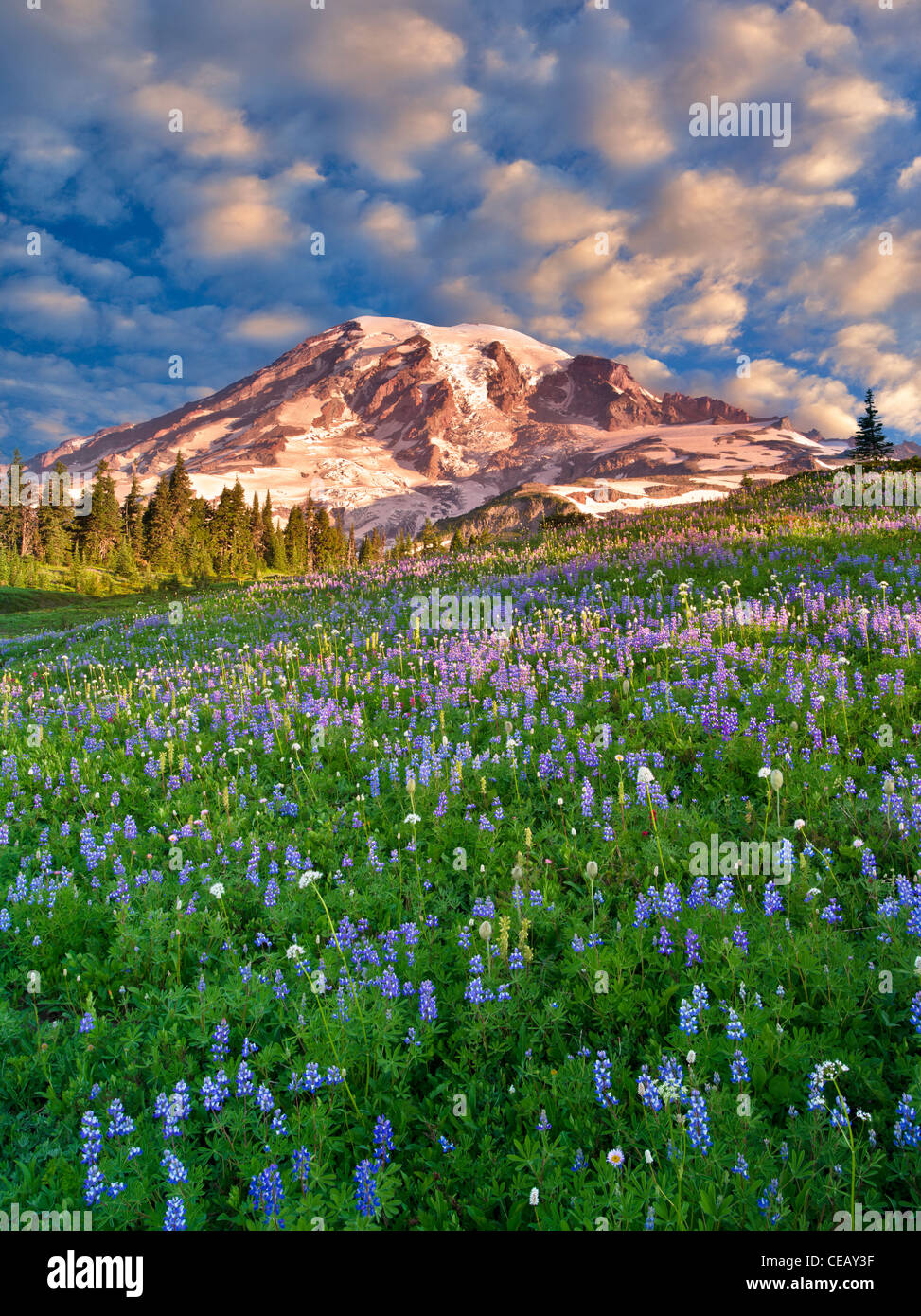Wildblumen und Mt. Rainie. Mt. Rainier Nationalpark, Washington Stockfoto